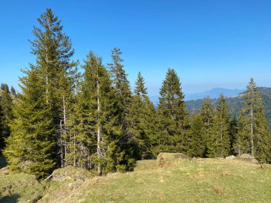 Eigental Alp Vadisi 'ndeki tepelerin yamaçlarındaki Evergreen ormanı veya kozalaklı ağaçlar, Eigenthal - Lucerne Kantonu, İsviçre (Kanton Luzern, Schweiz)