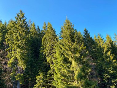 Eigental Alp Vadisi 'ndeki tepelerin yamaçlarındaki Evergreen ormanı veya kozalaklı ağaçlar, Eigenthal - Lucerne Kantonu, İsviçre (Kanton Luzern, Schweiz)