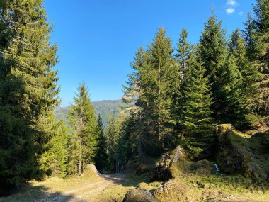 Eigental Alp Vadisi 'ndeki tepelerin yamaçlarındaki Evergreen ormanı veya kozalaklı ağaçlar, Eigenthal - Lucerne Kantonu, İsviçre (Kanton Luzern, Schweiz)