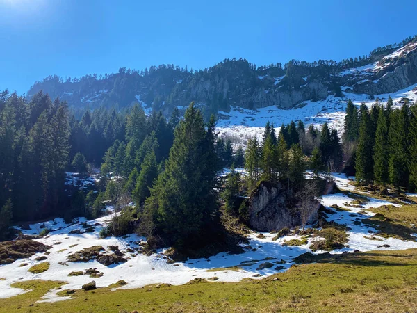 Foresta Sempreverde Conifere Sulle Pendici Delle Colline Della Valle Alpina — Foto Stock