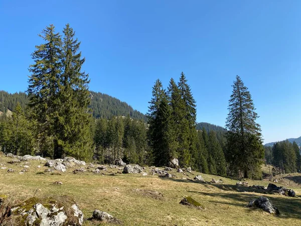 常緑樹林や針葉樹林がスイスのルツェルン州 カントン ルツェルン スイス の固有高山渓谷の丘の斜面にあります — ストック写真