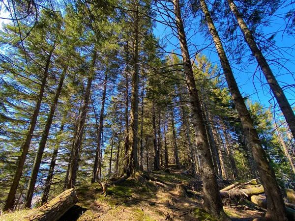 Örökzöld Erdő Vagy Tűlevelű Fák Dombok Lejtőin Eigentális Alpesi Völgyben — Stock Fotó