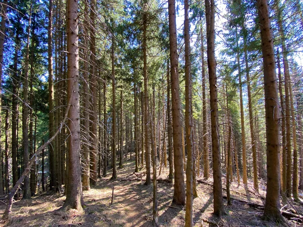 Floresta Perene Árvores Coníferas Nas Encostas Das Colinas Vale Alpino — Fotografia de Stock