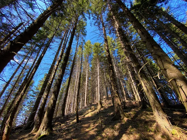 Evergreen Forest Coniferous Trees Slopes Hills Eigental Alpine Valley Eigenthal — 스톡 사진