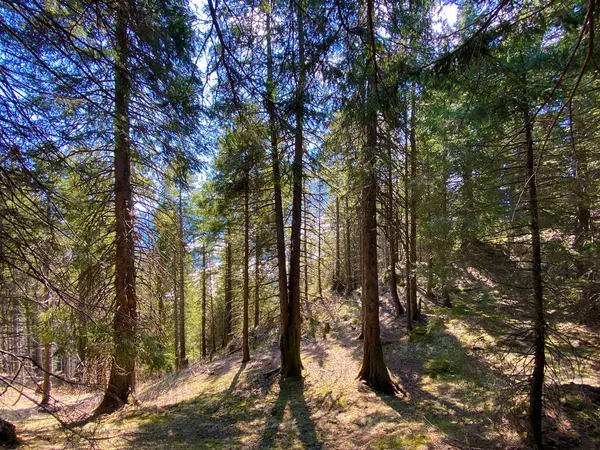 Bosque Siempreverde Árboles Coníferas Las Laderas Las Colinas Valle Alpino — Foto de Stock