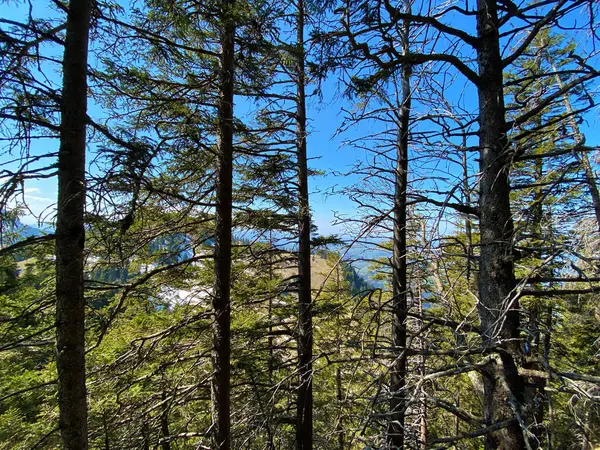 Forêt Feuillage Persistant Conifères Sur Les Pentes Des Collines Vallée — Photo