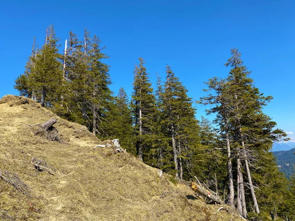 Евергрін Ліс Або Хвойні Дерева Схилах Пагорбів Альпійській Долині Ейгенталь — стокове фото