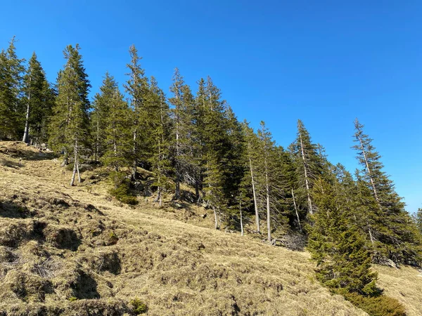 Eigental Alp Vadisi Ndeki Tepelerin Yamaçlarındaki Evergreen Ormanı Veya Kozalaklı — Stok fotoğraf