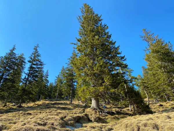 Eigental Alp Vadisi 'ndeki tepelerin yamaçlarındaki Evergreen ormanı veya kozalaklı ağaçlar, Eigenthal - Lucerne Kantonu, İsviçre (Kanton Luzern, Schweiz)