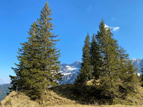 常緑樹林や針葉樹林がスイスのルツェルン州 カントン ルツェルン スイス の固有高山渓谷の丘の斜面にあります — ストック写真