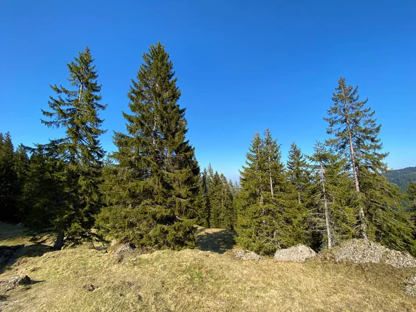 Immergrüne Wälder Oder Nadelbäume Den Berghängen Des Eigentals Eigenthal Kanton — Stockfoto