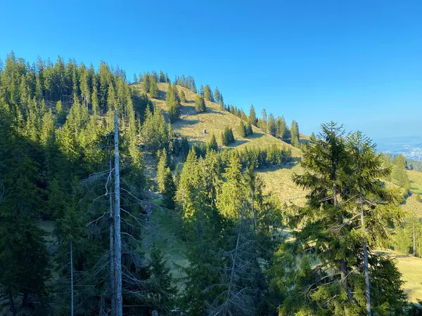 Forêt Feuillage Persistant Conifères Sur Les Pentes Des Collines Vallée — Photo