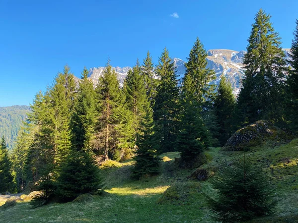 Evergreen Forest Coniferous Trees Slopes Hills Eigental Alpine Valley Eigenthal — Stock Photo, Image