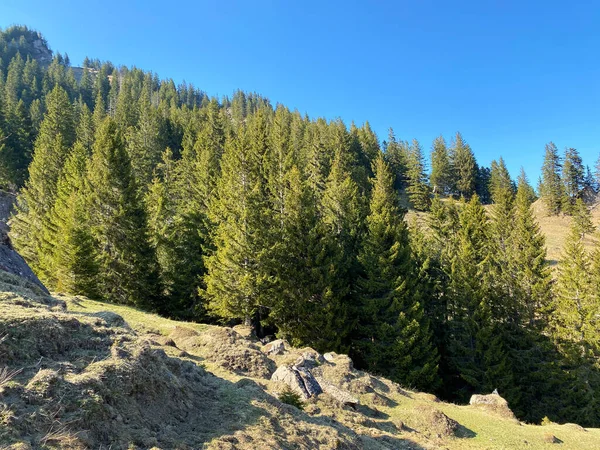 Eigental Alp Vadisi Ndeki Tepelerin Yamaçlarındaki Evergreen Ormanı Veya Kozalaklı — Stok fotoğraf