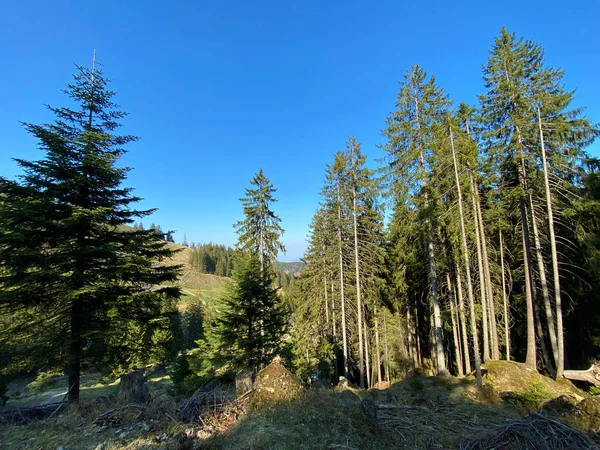 Evergreen Bos Naaldbomen Hellingen Van Heuvels Eigental Alpine Vallei Eigenthal — Stockfoto