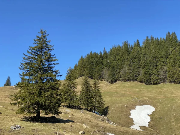 Frühlingsatmosphäre Mit Den Letzten Resten Von Winter Und Schnee Eigental — Stockfoto