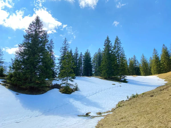 Vroege Lente Sfeer Met Laatste Overblijfselen Van Winter Sneeuw Het — Stockfoto