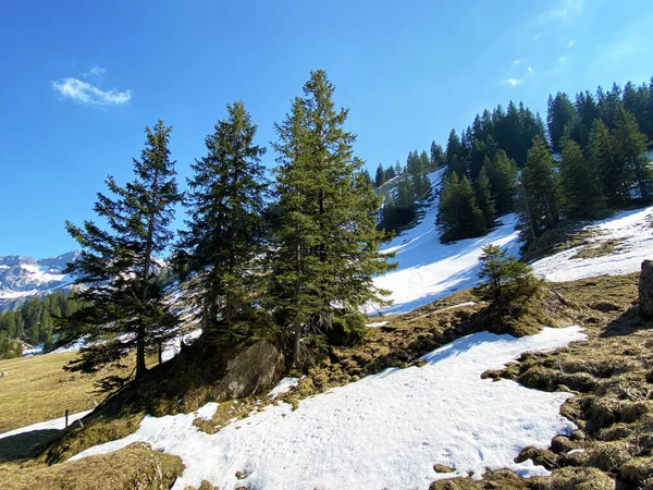 Início Primavera Atmosfera Com Últimos Restos Inverno Neve Vale Alpino — Fotografia de Stock