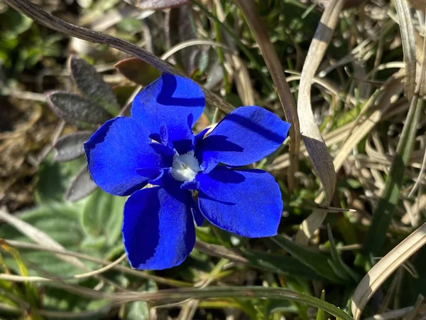 Genciana Primavera Gentiana Verna Fruehlings Enzian Oder Fruhlings Enzian Schusternagerl — Fotografia de Stock