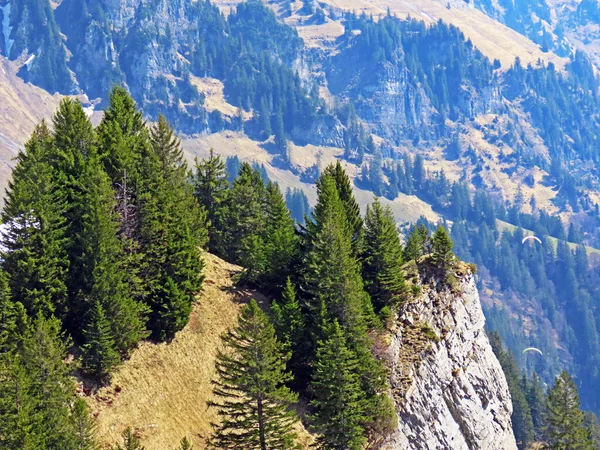 Smíšené Lesy Ztenčené Stromy Svazích Pohoří Churfirsten Alpském Údolí Walenstadtberg — Stock fotografie