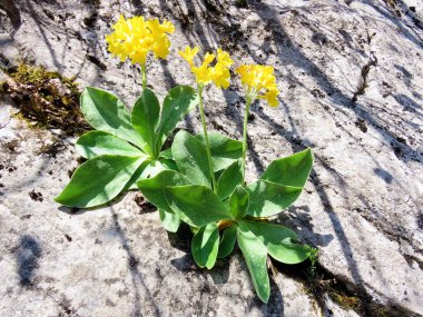 Dağ ineği sürüsü (Primula auricula), Auricula, Bear 's ear, Die Aurikel oder Alpenaurikel, Planinski jaglac, Uskasti ili alpski jaglac
