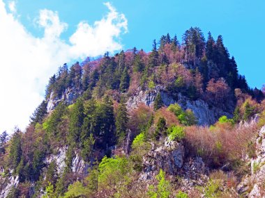 İlkbaharın başlarında Churfirsten dağ sırasının yamaçlarında ve Walensee Gölü üzerinde Walenstadtberg, İsviçre 'nin St. Gallen Kantonu' nda yaprak döken ve yemyeşil ağaçlarla karışık ormanlar.
