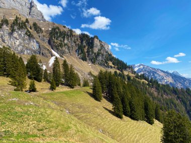 İlkbaharın başlarında Churfirsten dağ sırasının yamaçlarında ve Walensee Gölü üzerinde Walenstadtberg, İsviçre 'nin St. Gallen Kantonu' nda yaprak döken ve yemyeşil ağaçlarla karışık ormanlar.