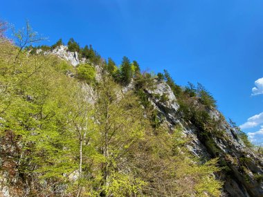 İlkbaharın başlarında Churfirsten dağ sırasının yamaçlarında ve Walensee Gölü üzerinde Walenstadtberg, İsviçre 'nin St. Gallen Kantonu' nda yaprak döken ve yemyeşil ağaçlarla karışık ormanlar.
