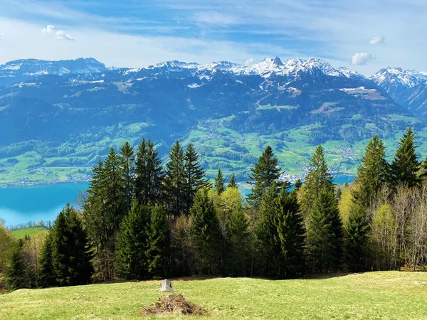 チュルダレン山脈の斜面やヴァレンゼー湖の上の早春に落葉樹と常緑樹が混在する森林 Walenstadtberg カントン セント ガレン スイス — ストック写真
