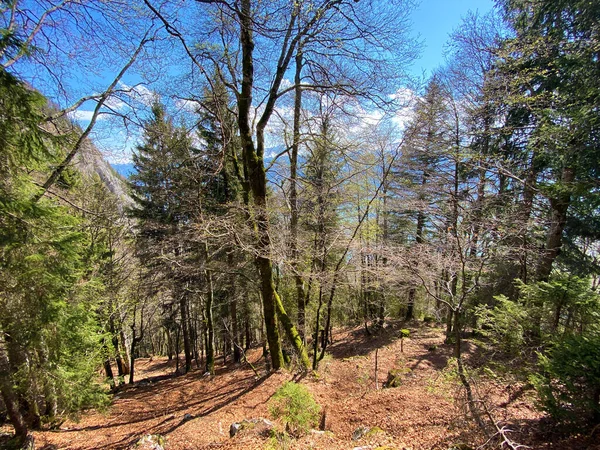 Mixed Forests Deciduous Evergreen Trees Early Spring Slopes Churfirsten Mountain — Stock Photo, Image