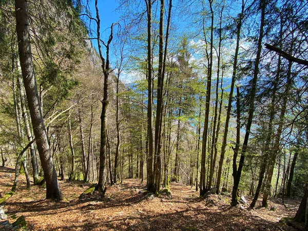 Mischwälder Mit Laub Und Immergrünen Bäumen Zeitigen Frühling Den Hängen — Stockfoto