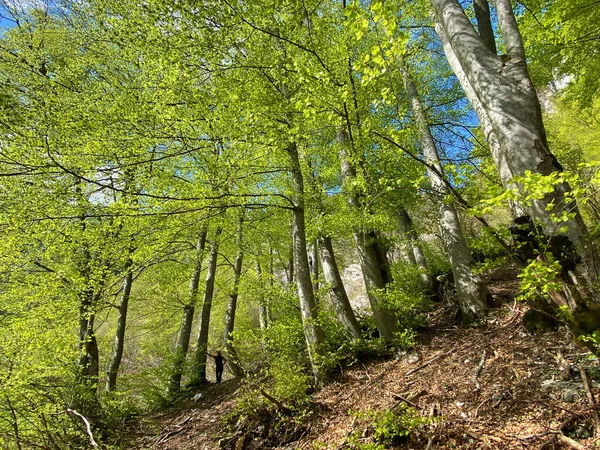 Vegyes Erdők Lombhullató Örökzöld Fákkal Kora Tavasszal Churfirsten Hegység Lejtőin — Stock Fotó