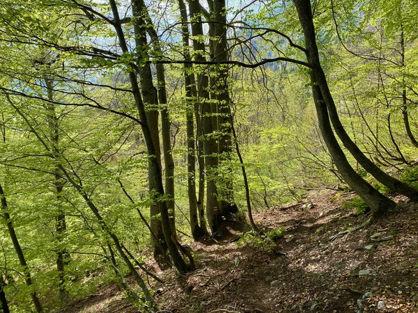 Mixed Forests Deciduous Evergreen Trees Early Spring Slopes Churfirsten Mountain — Stock Photo, Image