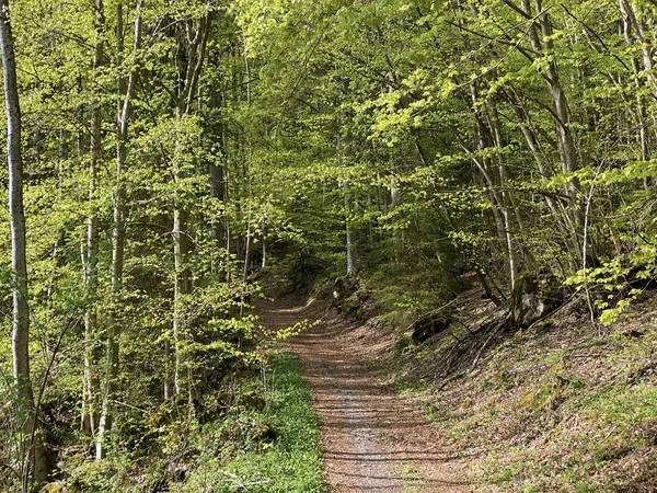 Trails for walking, hiking, sports and recreation on the slopes of the Churfirsten mountain range and over lake Walensee, Walenstadtberg - Canton of St. Gallen, Switzerland (Schweiz)