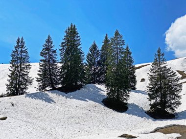 Bahar mevsiminin başlarında, Seeztal subalpine vadisinde kar ve kışın son kalıntılarıyla Walenstadtberg - St. Gallen Kantonu, İsviçre (Kanton St. Gallen, Schweiz)