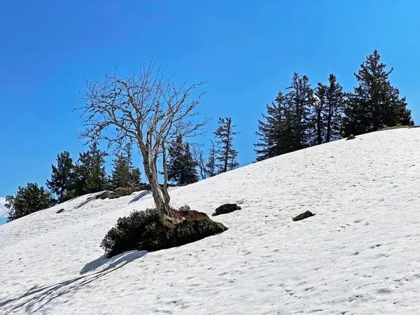 Vorfrühlingsatmosphäre Mit Den Letzten Resten Von Winter Und Schnee Seeztal — Stockfoto