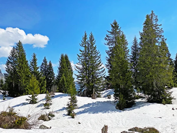 Vorfrühlingsatmosphäre Mit Den Letzten Resten Von Winter Und Schnee Seeztal — Stockfoto
