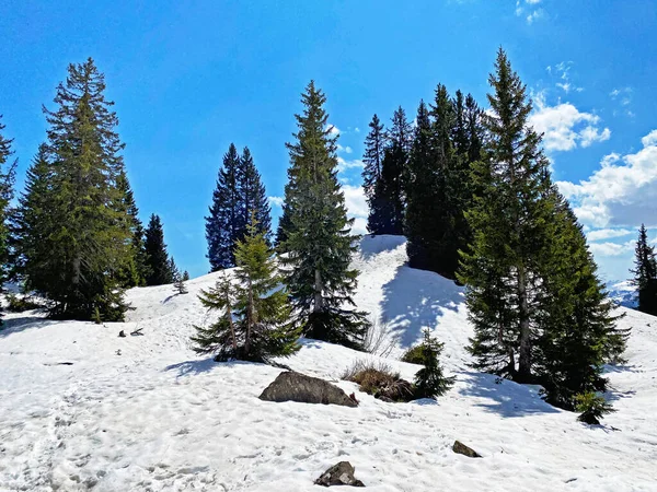 Ranní Jarní Atmosféra Posledními Zbytky Zimy Sněhu Podalpském Údolí Seeztal — Stock fotografie