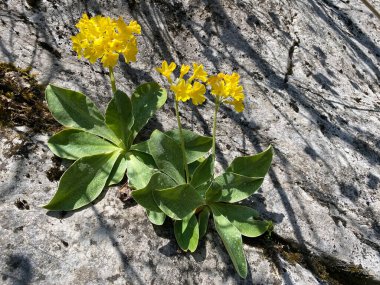 Dağ ineği sürüsü (Primula auricula), Auricula, Bear 's ear, Die Aurikel oder Alpenaurikel, Planinski jaglac, Uskasti ili alpski jaglac
