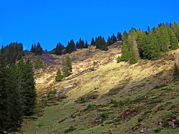 瑞士奥瓦尔登州阿尔卑斯山山脚下Pilatus地块和高山谷地的高山牧场和草原 Kanton Obwalden Schweiz — 图库照片