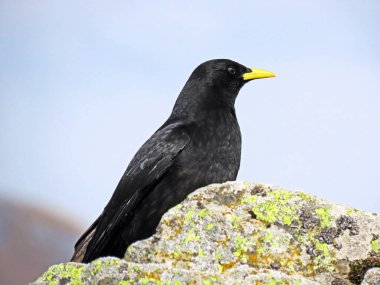 Alp öküzü (Pyrrhocorax graculus), Sarı gagalı chough, Die Alpendohle veya Zutokljuna galica