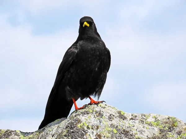 Kaszel Alpejski Pyrrhocorax Graculus Kaszel Żółtodzioby Die Alpendohle Lub Zutokljuna — Zdjęcie stockowe