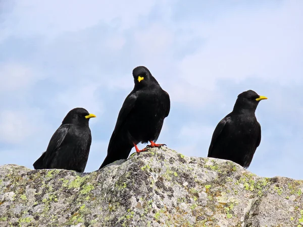 Massa Alpina Pyrrhocorax Graculus Massa Bico Amarelo Die Alpendohle Zutokljuna — Fotografia de Stock