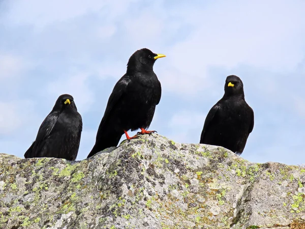 Den Alpina Hostan Pyrrhocorax Graculus Gulnäbbad Hosta Die Alpendohle Eller — Stockfoto