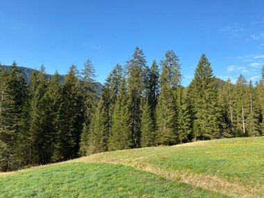 Evergreen ormanı veya kozalaklı ağaçlar Pilatus tepelerinin yamaçlarında ve dağ tepelerinin altındaki dağlık vadilerde, Alpnach - Obwalden Kantonu, İsviçre (Kanton Obwalden, Schweiz)