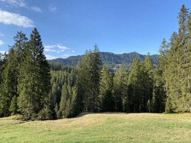 Evergreen ormanı veya kozalaklı ağaçlar Pilatus tepelerinin yamaçlarında ve dağ tepelerinin altındaki dağlık vadilerde, Alpnach - Obwalden Kantonu, İsviçre (Kanton Obwalden, Schweiz)