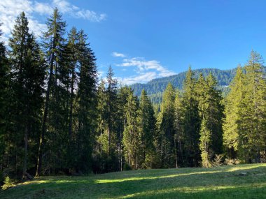 Evergreen ormanı veya kozalaklı ağaçlar Pilatus tepelerinin yamaçlarında ve dağ tepelerinin altındaki dağlık vadilerde, Alpnach - Obwalden Kantonu, İsviçre (Kanton Obwalden, Schweiz)