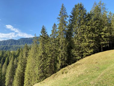 Evergreen ormanı veya kozalaklı ağaçlar Pilatus tepelerinin yamaçlarında ve dağ tepelerinin altındaki dağlık vadilerde, Alpnach - Obwalden Kantonu, İsviçre (Kanton Obwalden, Schweiz)