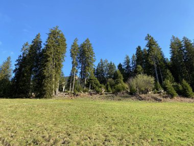 Evergreen ormanı veya kozalaklı ağaçlar Pilatus tepelerinin yamaçlarında ve dağ tepelerinin altındaki dağlık vadilerde, Alpnach - Obwalden Kantonu, İsviçre (Kanton Obwalden, Schweiz)