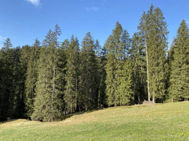 Evergreen ormanı veya kozalaklı ağaçlar Pilatus tepelerinin yamaçlarında ve dağ tepelerinin altındaki dağlık vadilerde, Alpnach - Obwalden Kantonu, İsviçre (Kanton Obwalden, Schweiz)